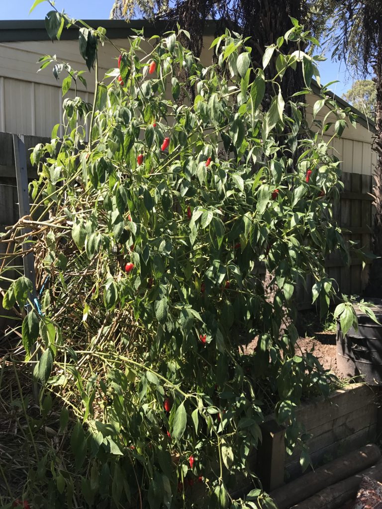 Chilli tree