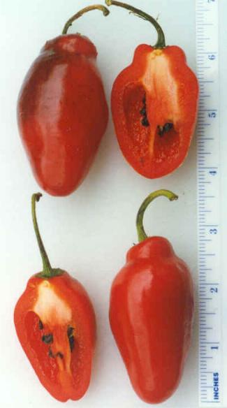 Chilli size